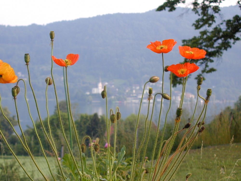 Landhaus Strussnighof Pörtschach am Wörthersee Esterno foto